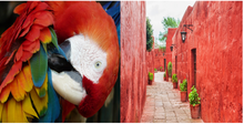 Load image into Gallery viewer, Toucan Silk &amp; Wool Carrés
