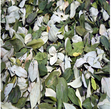 Load image into Gallery viewer, Coca Silk Carré
