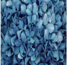 Load image into Gallery viewer, Flowera Silk Carré
