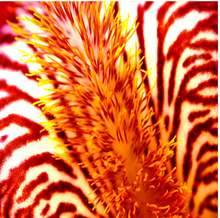 Load image into Gallery viewer, Seaplant Silk Carré
